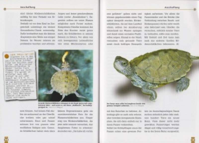 Preview: Falsche Landkarten-Höckerschildkröten und Mississippi-Höckerschildkröten